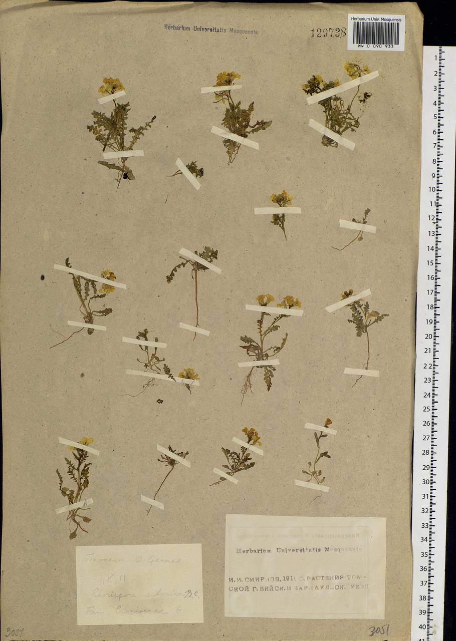 Chorispora sibirica (L.) DC., Siberia, Altai & Sayany Mountains (S2) (Russia)