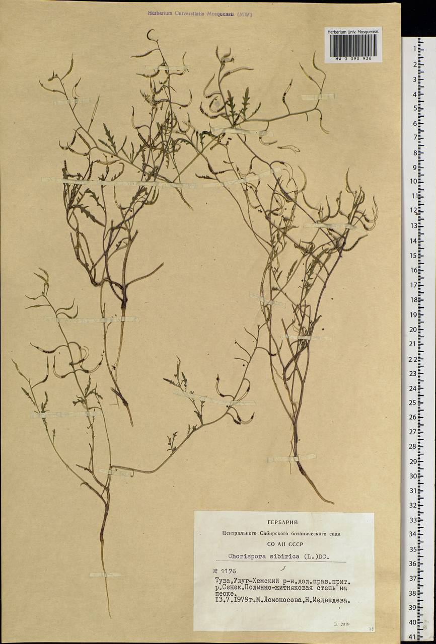 Chorispora sibirica (L.) DC., Siberia, Altai & Sayany Mountains (S2) (Russia)