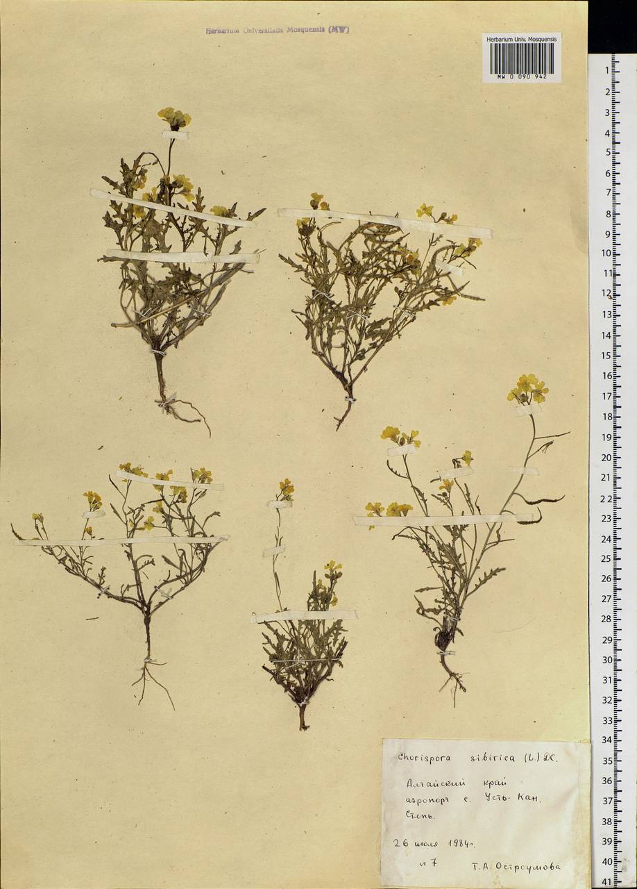 Chorispora sibirica (L.) DC., Siberia, Altai & Sayany Mountains (S2) (Russia)