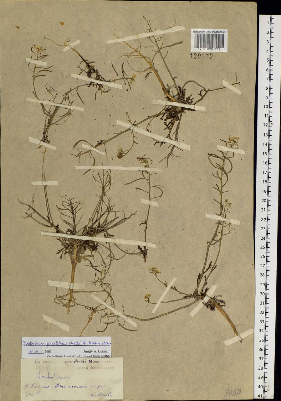 Dontostemon pinnatifidus (Willd.) Al-Shehbaz & H. Ohba, Siberia, Baikal & Transbaikal region (S4) (Russia)