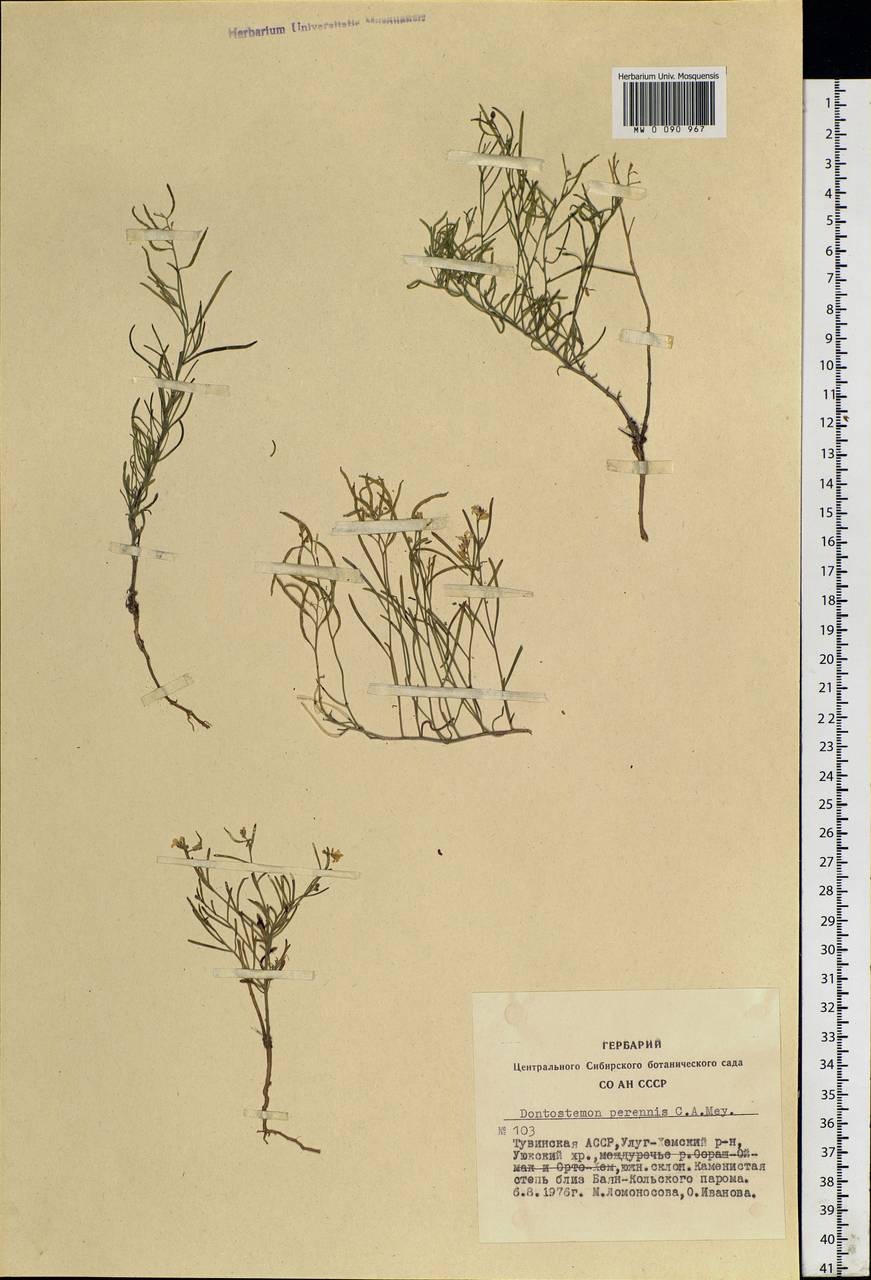 Dontostemon perennis C. A. Mey., Siberia, Altai & Sayany Mountains (S2) (Russia)