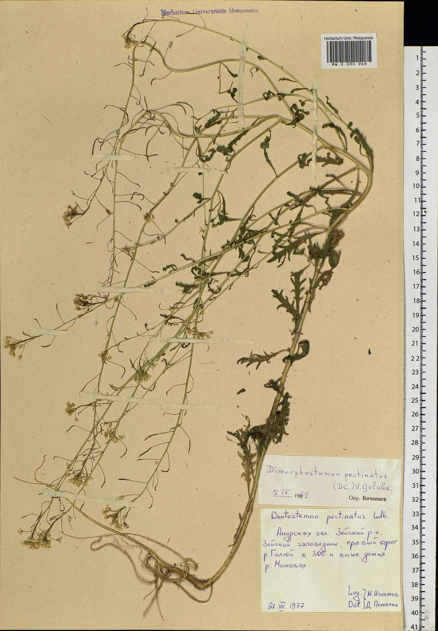 Dontostemon pinnatifidus subsp. pinnatifidus, Siberia, Russian Far East (S6) (Russia)