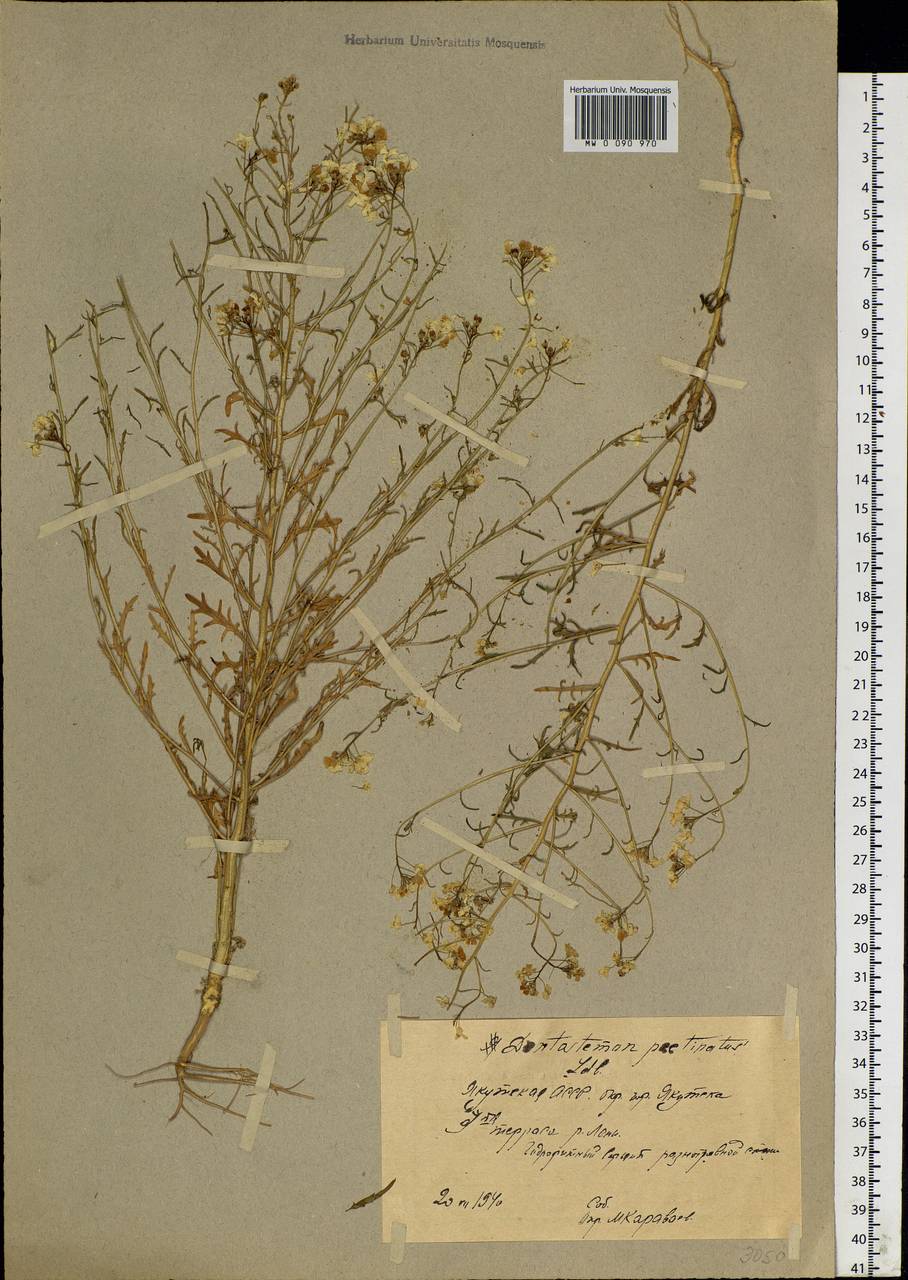 Dontostemon pinnatifidus subsp. pinnatifidus, Siberia, Yakutia (S5) (Russia)