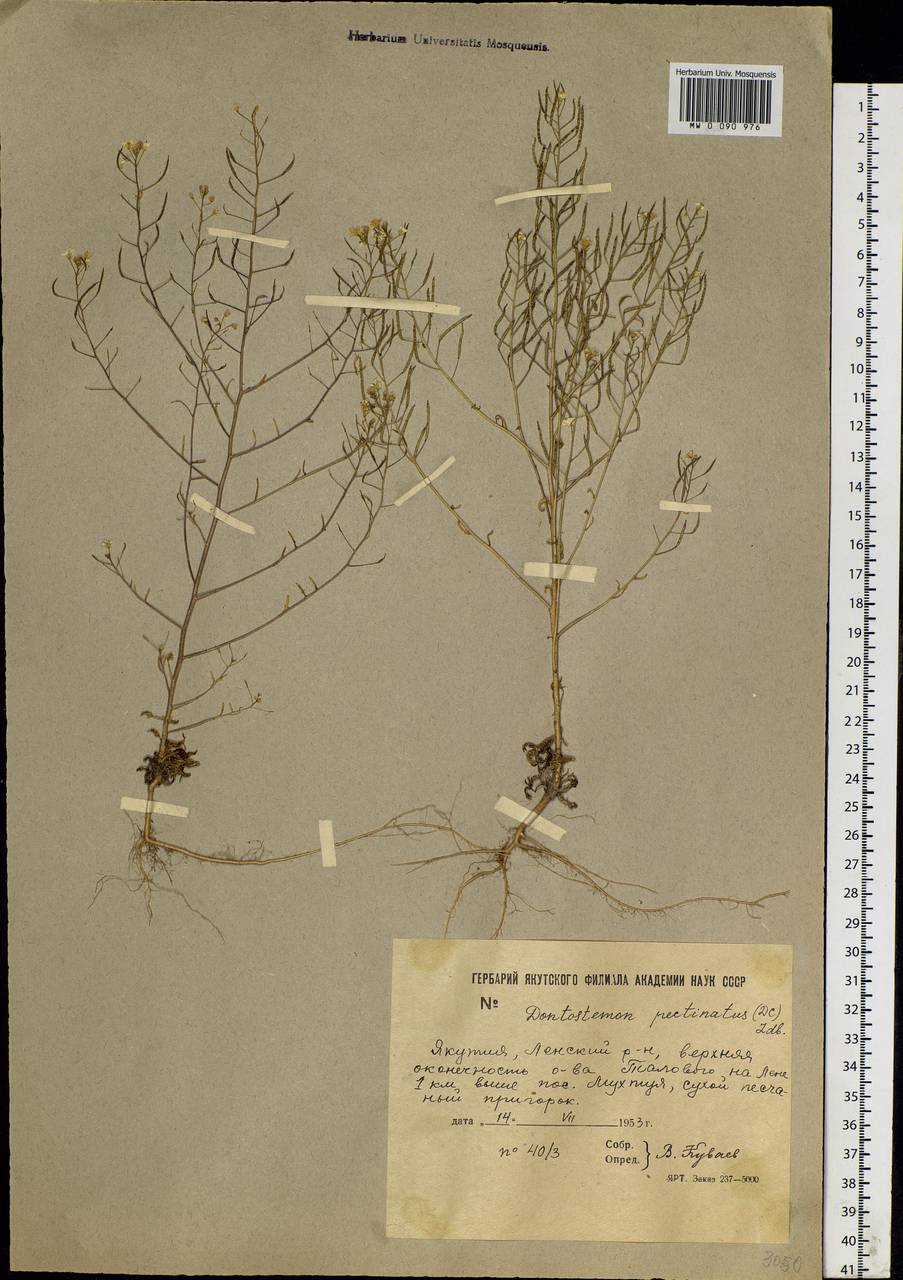 Dontostemon pinnatifidus subsp. pinnatifidus, Siberia, Yakutia (S5) (Russia)