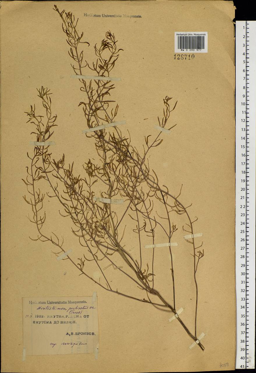 Dontostemon pinnatifidus subsp. pinnatifidus, Siberia, Yakutia (S5) (Russia)