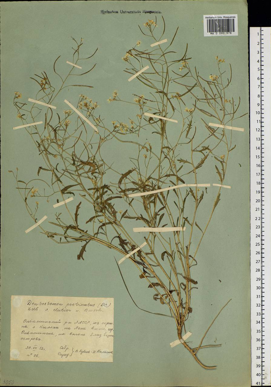 Dontostemon pinnatifidus subsp. pinnatifidus, Siberia, Yakutia (S5) (Russia)