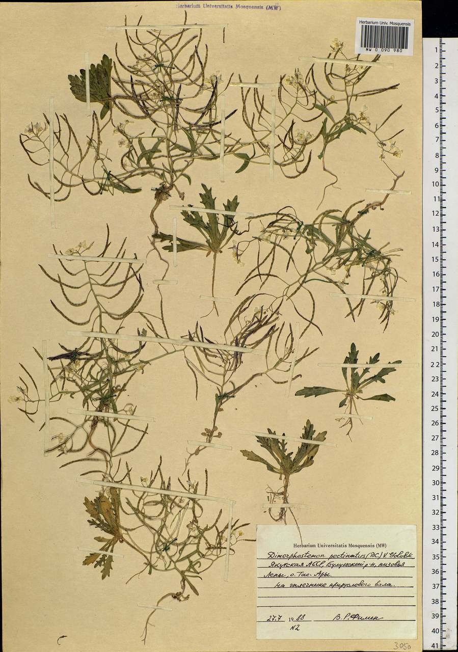 Dontostemon pinnatifidus subsp. pinnatifidus, Siberia, Yakutia (S5) (Russia)