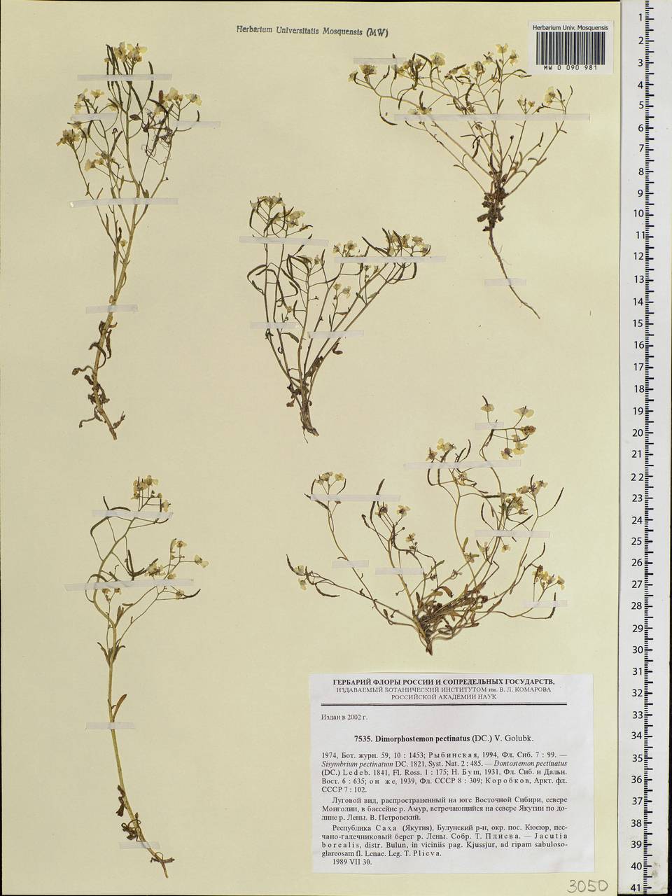 Dontostemon pinnatifidus subsp. pinnatifidus, Siberia, Yakutia (S5) (Russia)