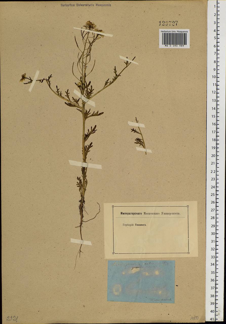 Dontostemon pinnatifidus subsp. pinnatifidus, Siberia, Baikal & Transbaikal region (S4) (Russia)