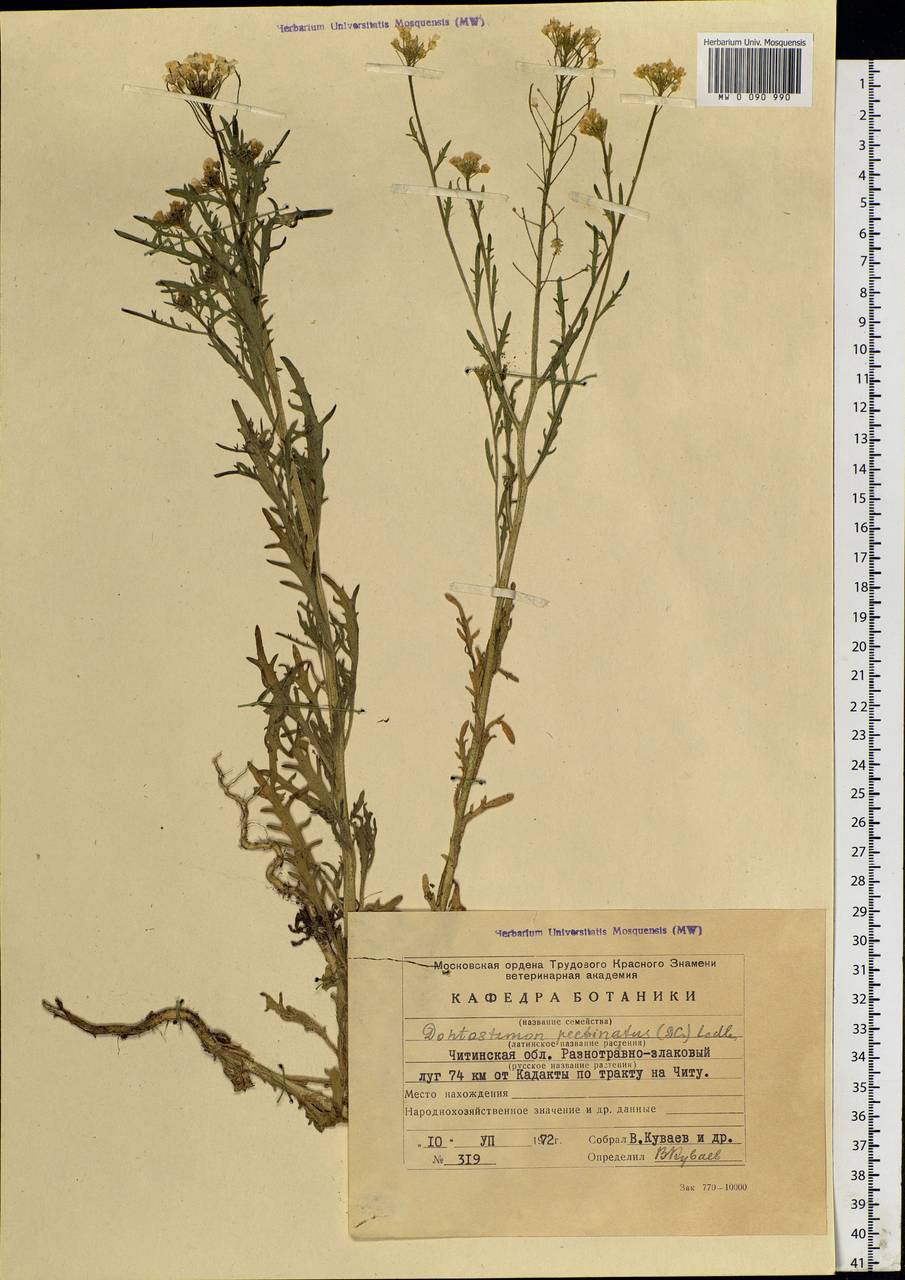 Dontostemon pinnatifidus subsp. pinnatifidus, Siberia, Baikal & Transbaikal region (S4) (Russia)