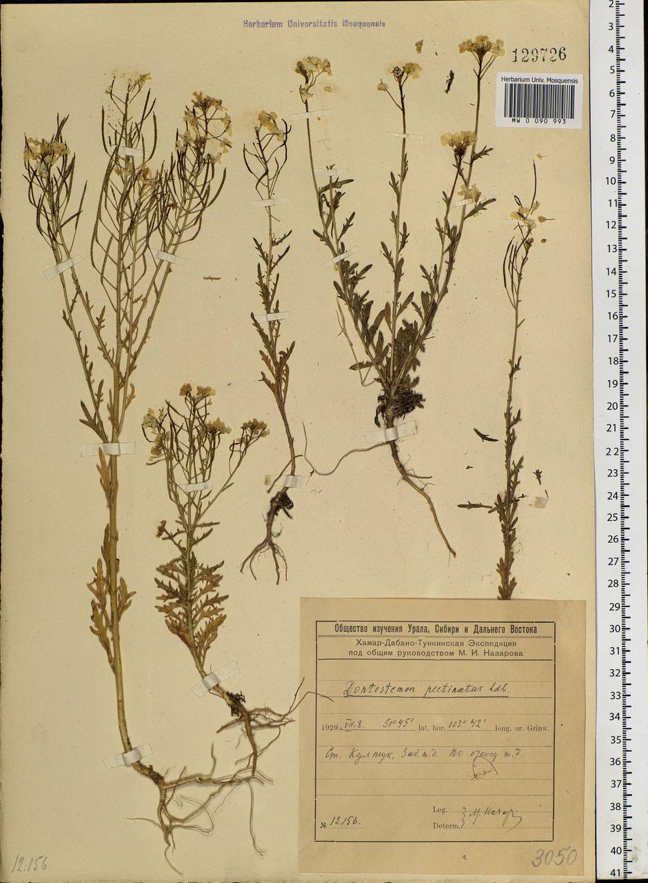 Dontostemon pinnatifidus subsp. pinnatifidus, Siberia, Baikal & Transbaikal region (S4) (Russia)