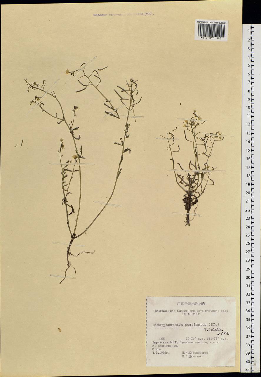 Dontostemon pinnatifidus subsp. pinnatifidus, Siberia, Baikal & Transbaikal region (S4) (Russia)