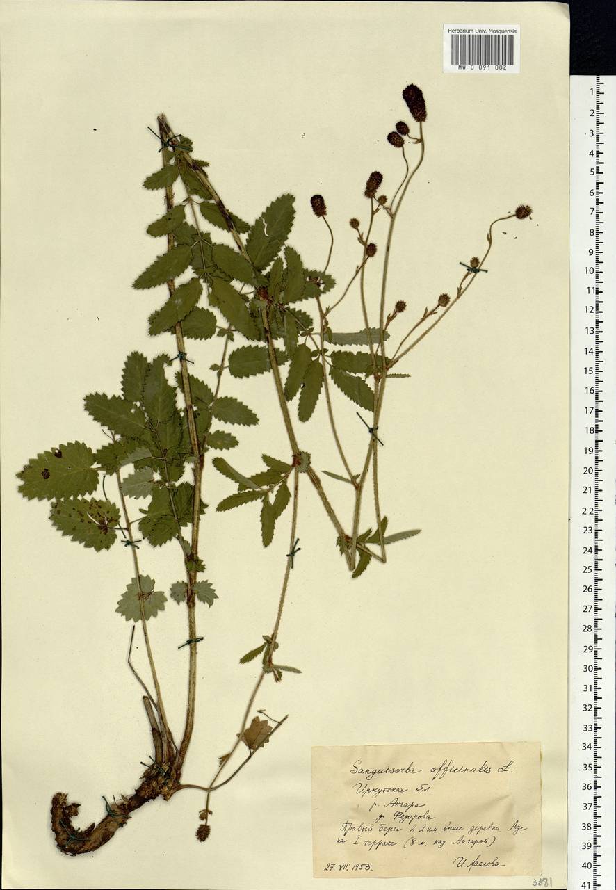 Sanguisorba officinalis L., Siberia, Baikal & Transbaikal region (S4) (Russia)
