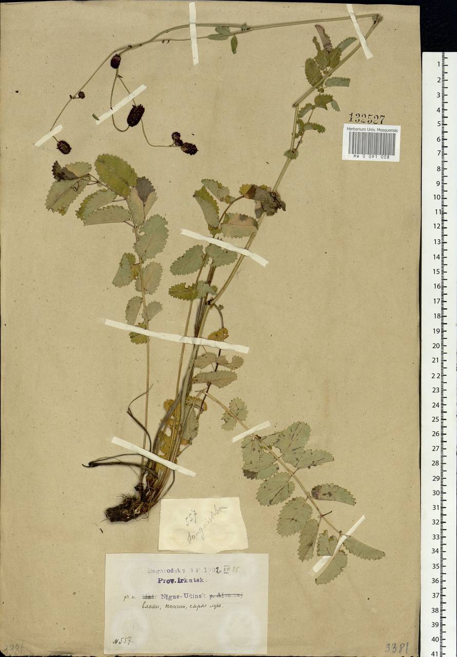 Sanguisorba officinalis L., Siberia, Baikal & Transbaikal region (S4) (Russia)