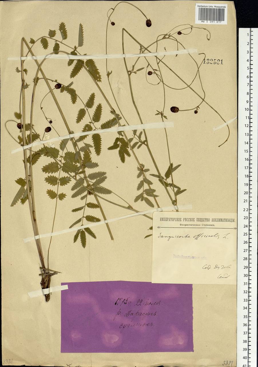 Sanguisorba officinalis L., Siberia, Baikal & Transbaikal region (S4) (Russia)