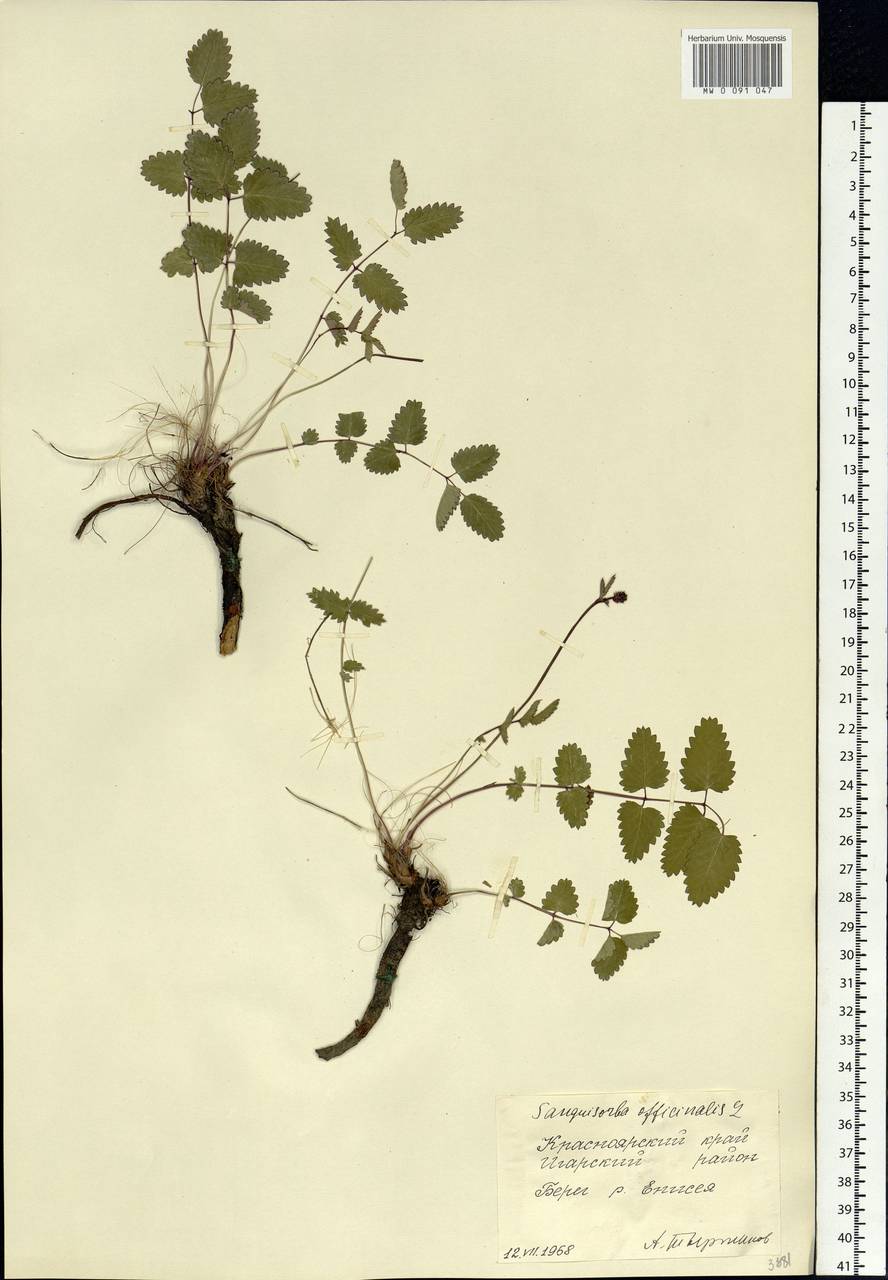 Sanguisorba officinalis L., Siberia, Central Siberia (S3) (Russia)