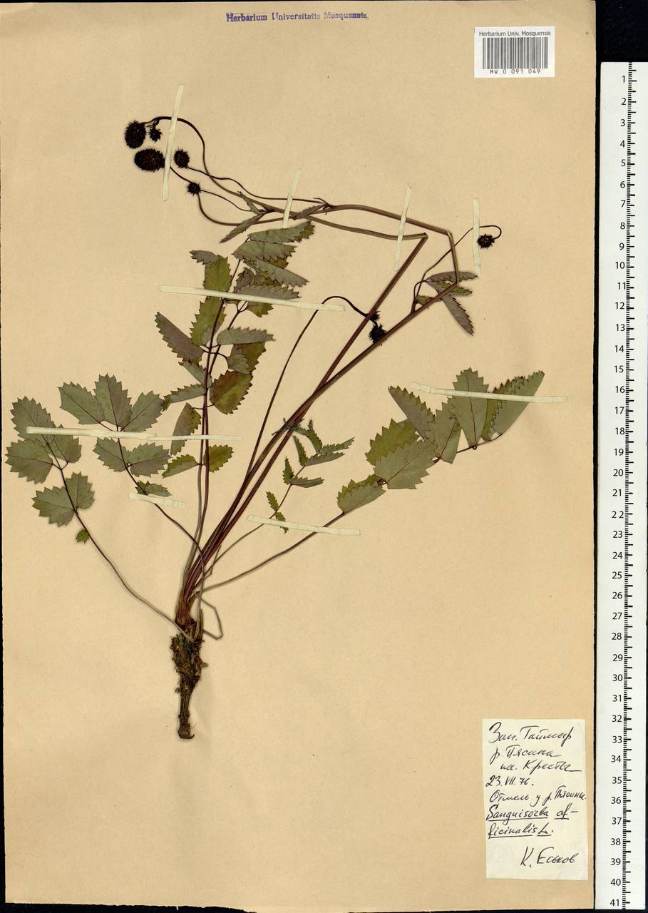 Sanguisorba officinalis L., Siberia, Central Siberia (S3) (Russia)