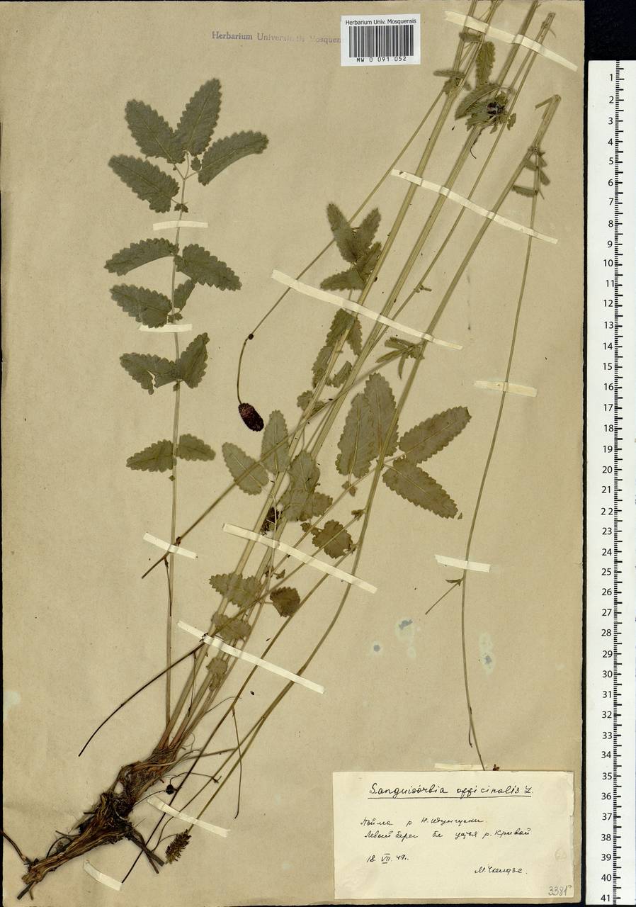 Sanguisorba officinalis L., Siberia, Baikal & Transbaikal region (S4) (Russia)