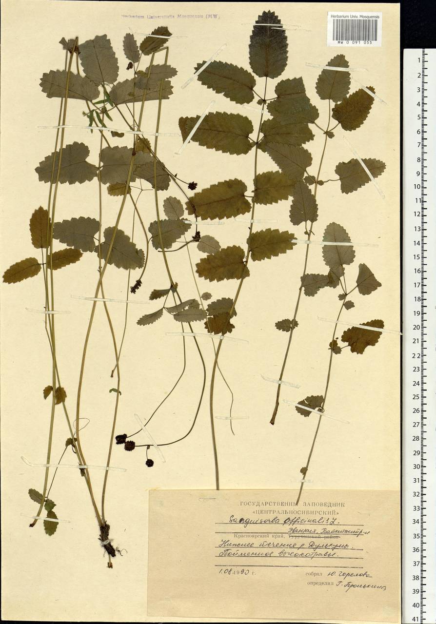 Sanguisorba officinalis L., Siberia, Central Siberia (S3) (Russia)
