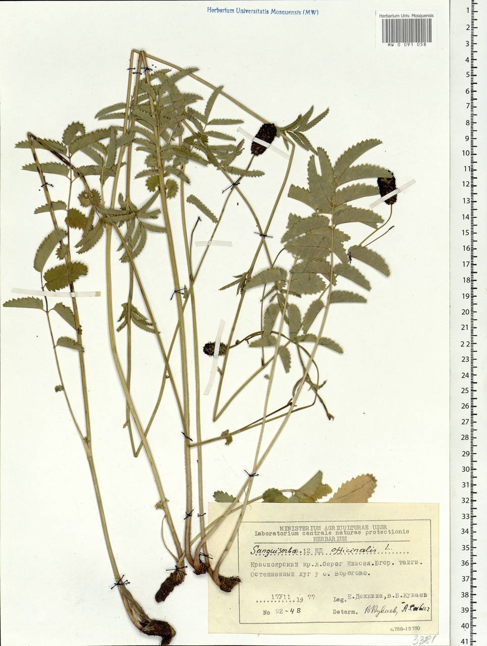 Sanguisorba officinalis L., Siberia, Central Siberia (S3) (Russia)