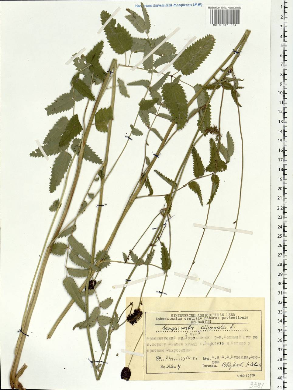 Sanguisorba officinalis L., Siberia, Central Siberia (S3) (Russia)