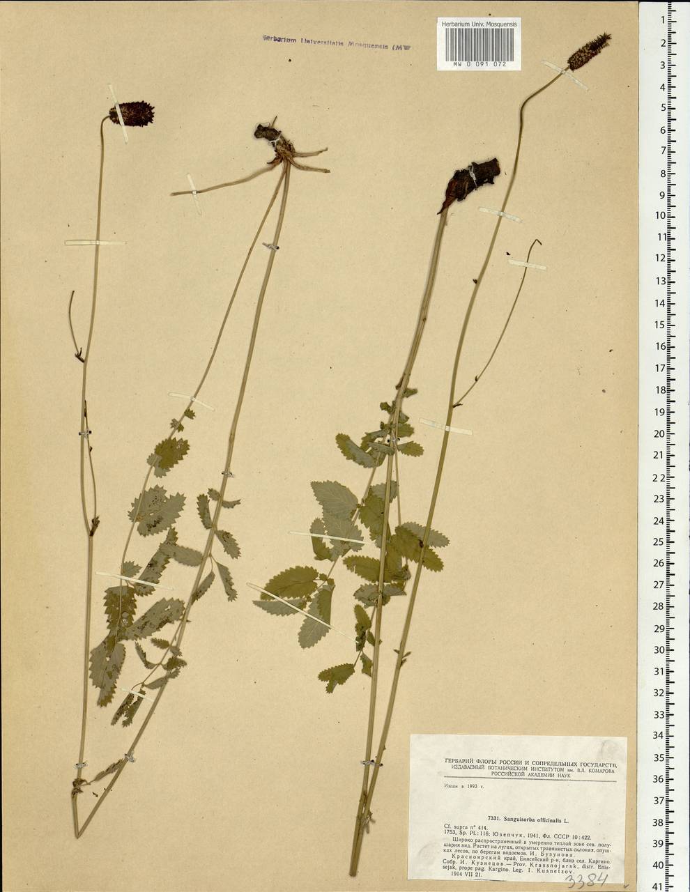 Sanguisorba officinalis L., Siberia, Central Siberia (S3) (Russia)