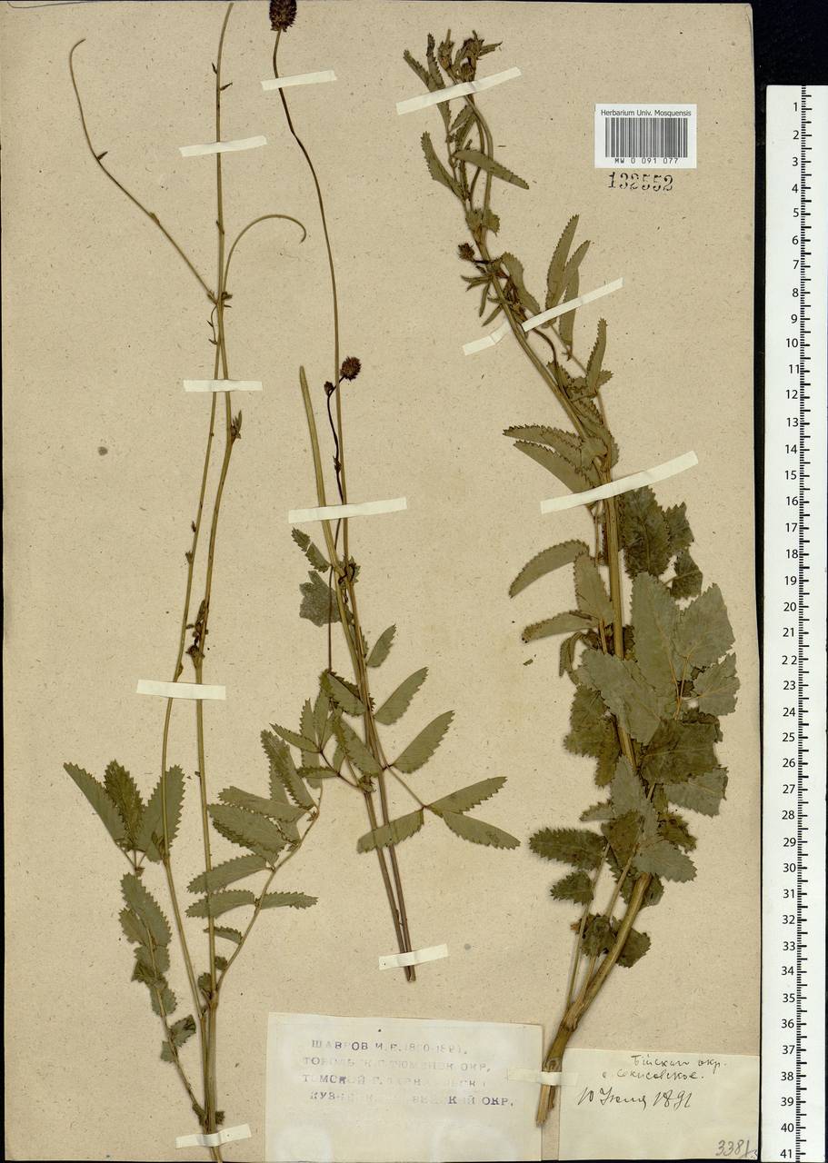 Sanguisorba officinalis L., Siberia, Western (Kazakhstan) Altai Mountains (S2a) (Kazakhstan)