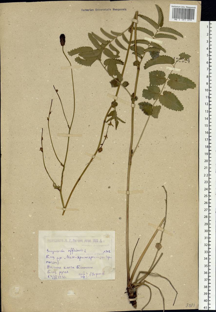 Sanguisorba officinalis L., Siberia, Western (Kazakhstan) Altai Mountains (S2a) (Kazakhstan)