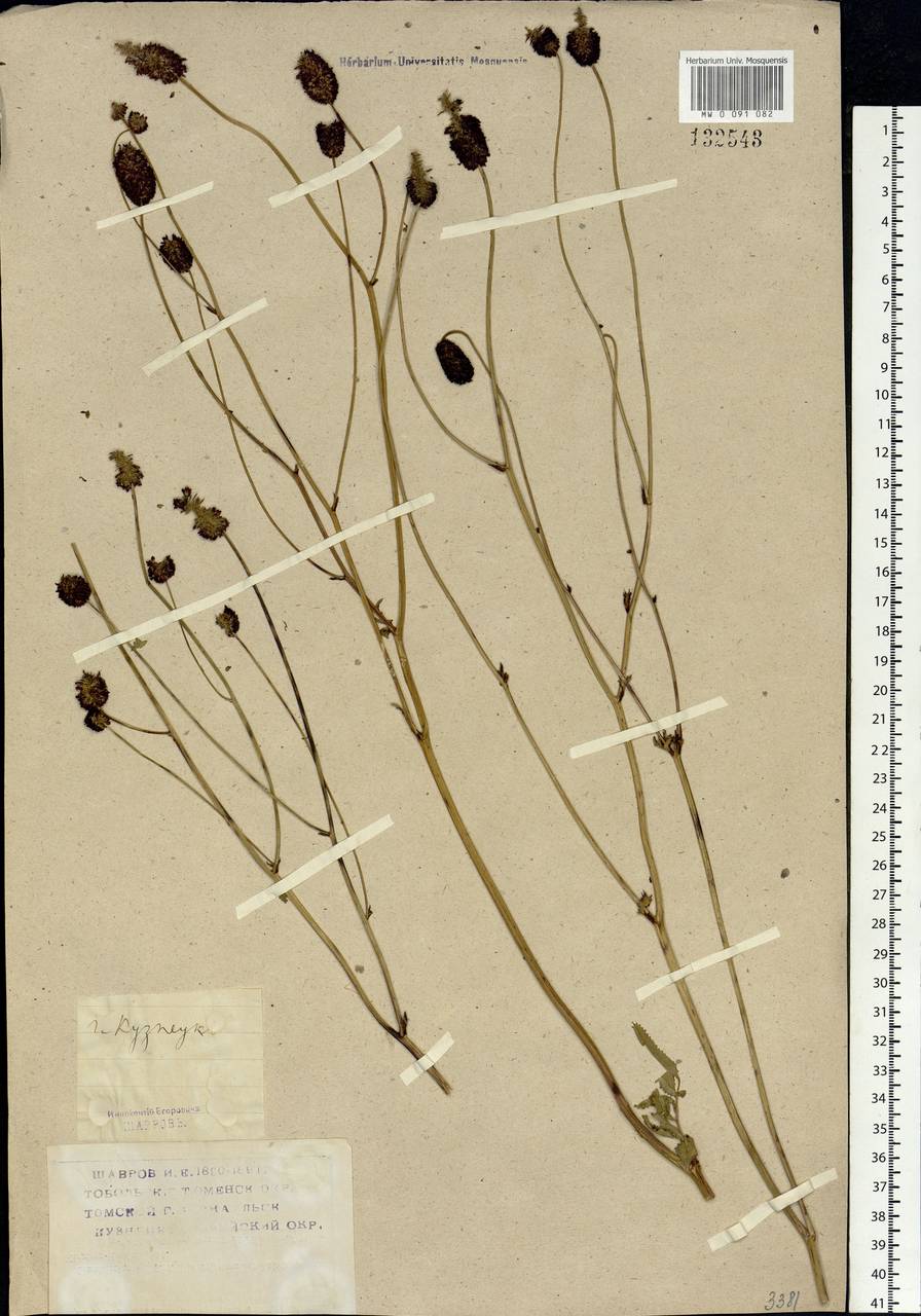 Sanguisorba officinalis L., Siberia, Altai & Sayany Mountains (S2) (Russia)