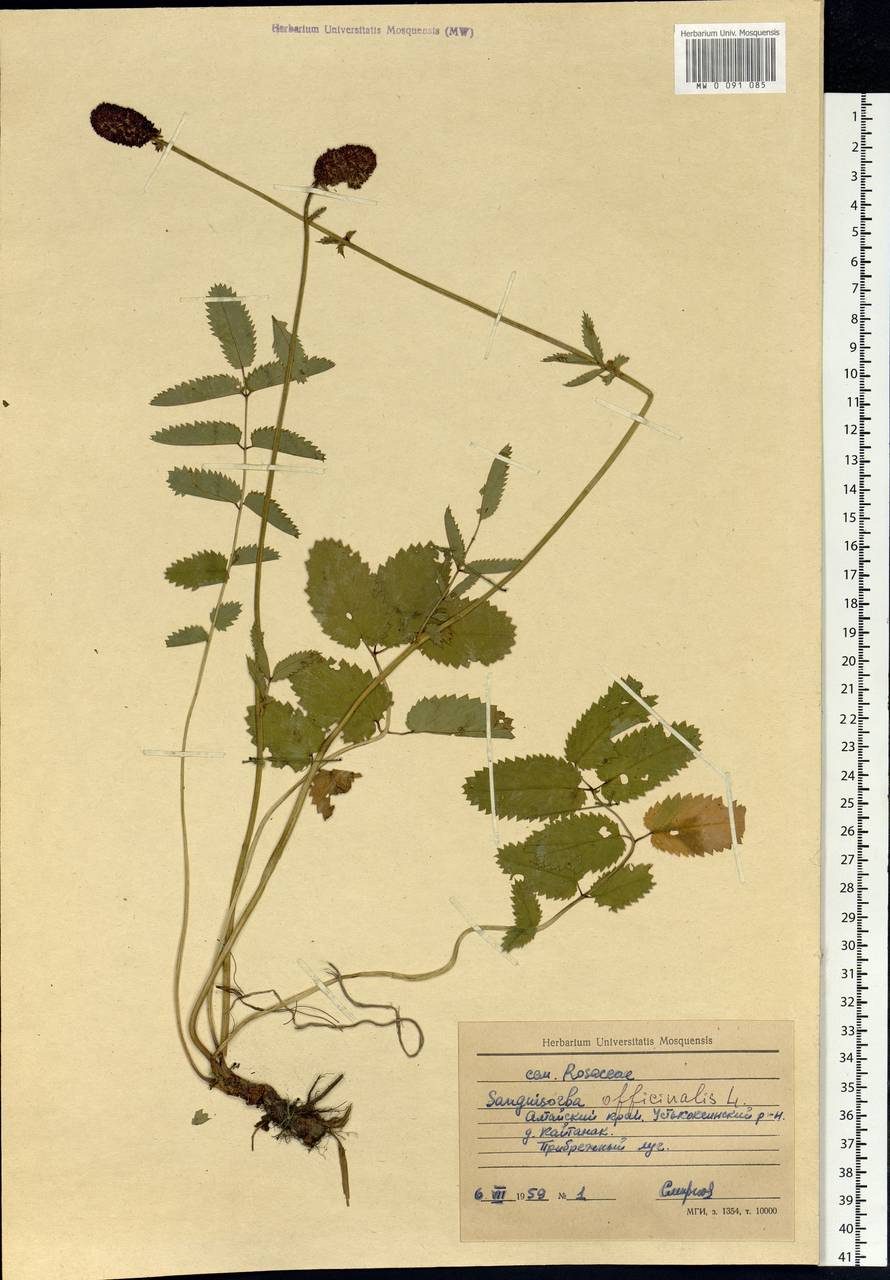 Sanguisorba officinalis L., Siberia, Altai & Sayany Mountains (S2) (Russia)