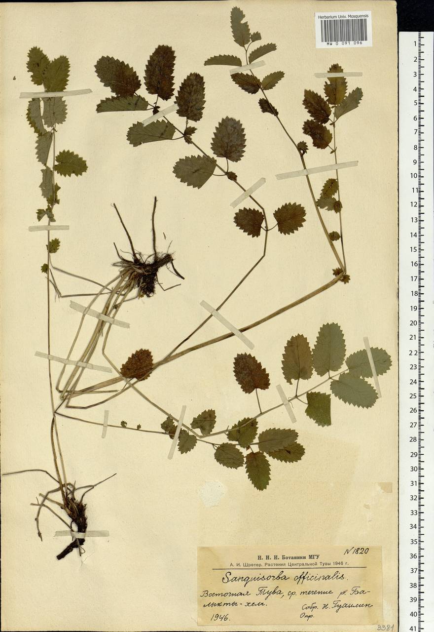 Sanguisorba officinalis L., Siberia, Altai & Sayany Mountains (S2) (Russia)