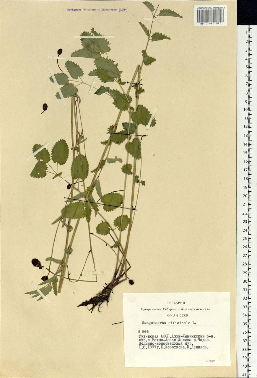 Sanguisorba officinalis L., Siberia, Altai & Sayany Mountains (S2) (Russia)