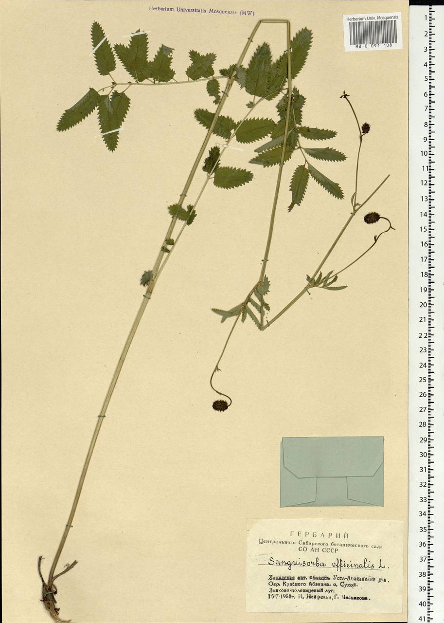 Sanguisorba officinalis L., Siberia, Altai & Sayany Mountains (S2) (Russia)