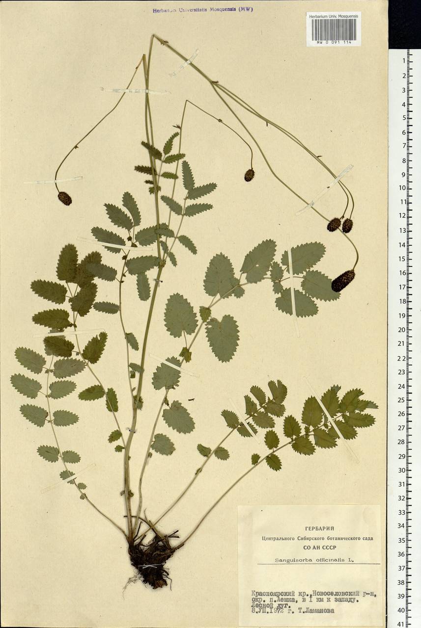 Sanguisorba officinalis L., Siberia, Altai & Sayany Mountains (S2) (Russia)
