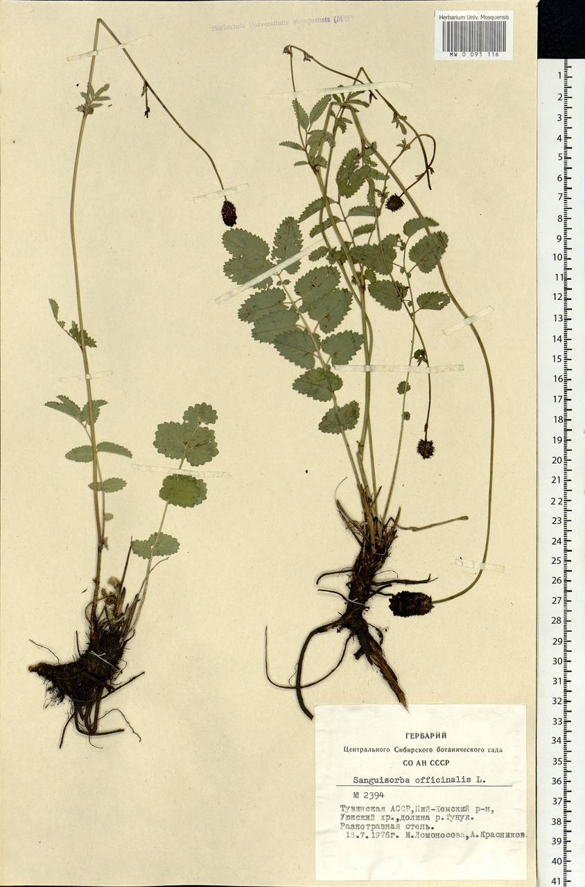 Sanguisorba officinalis L., Siberia, Altai & Sayany Mountains (S2) (Russia)