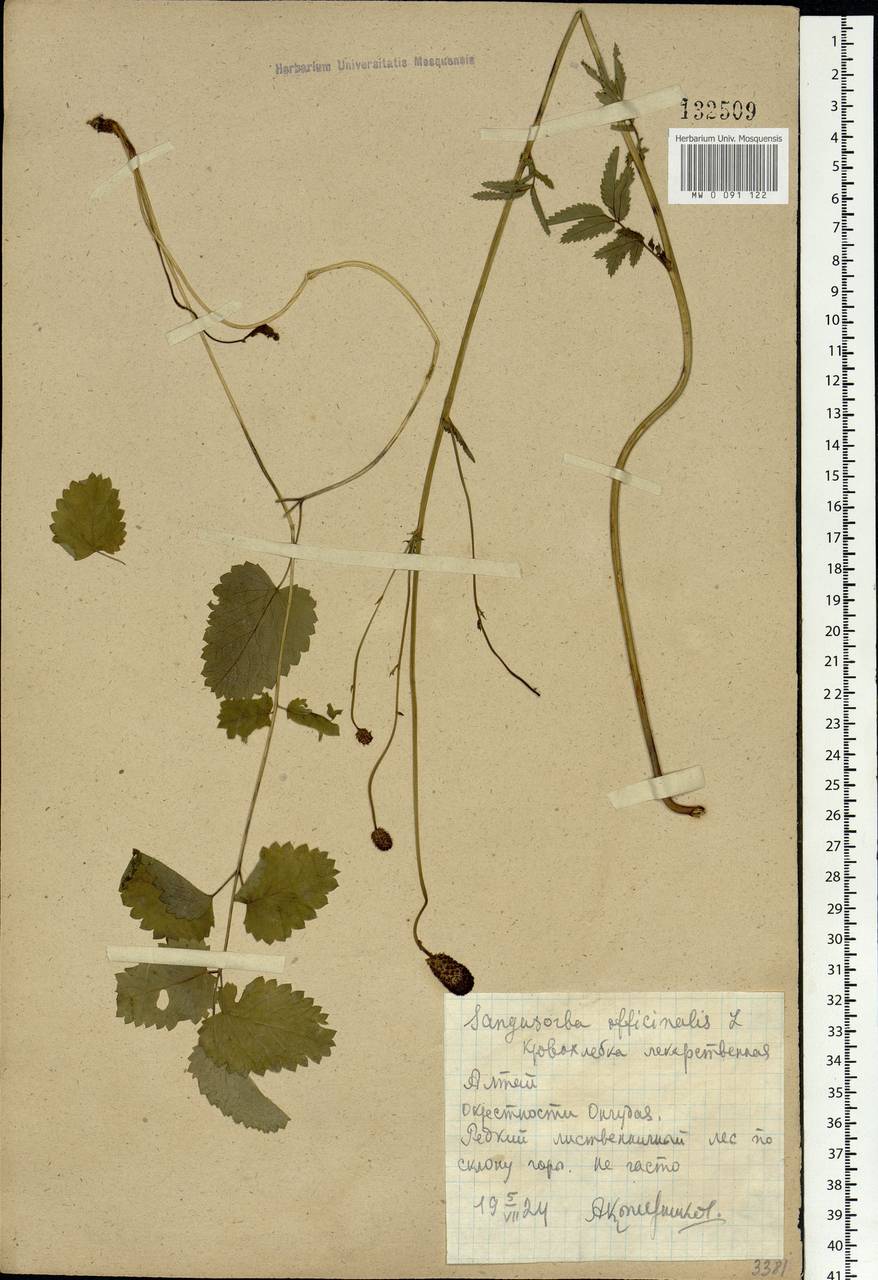 Sanguisorba officinalis L., Siberia, Altai & Sayany Mountains (S2) (Russia)