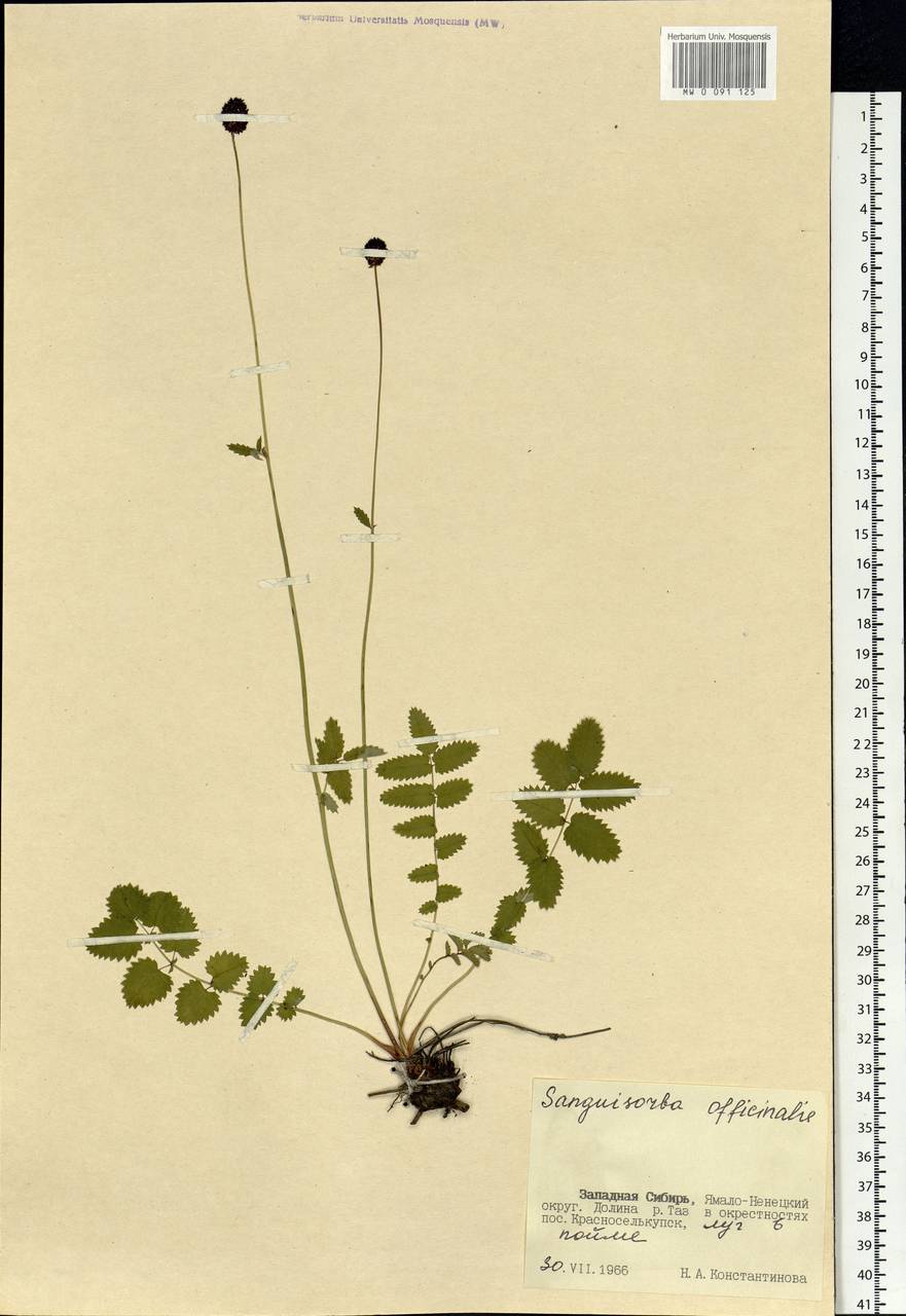 Sanguisorba officinalis L., Siberia, Western Siberia (S1) (Russia)