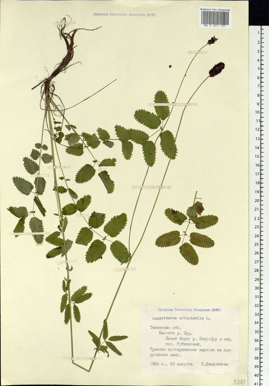 Sanguisorba officinalis L., Siberia, Western Siberia (S1) (Russia)