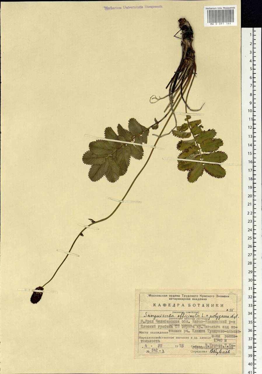 Sanguisorba officinalis L., Eastern Europe, Eastern region (E10) (Russia)