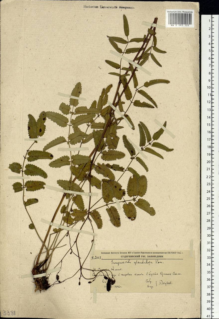 Sanguisorba officinalis var. glandulosa (Kom.) Vorosch., Siberia, Russian Far East (S6) (Russia)