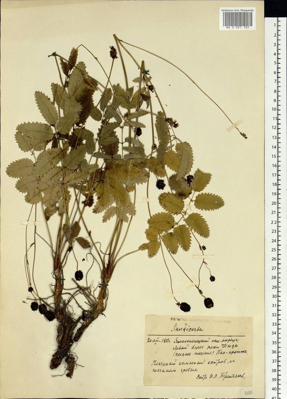 Sanguisorba, Siberia, Western Siberia (S1) (Russia)