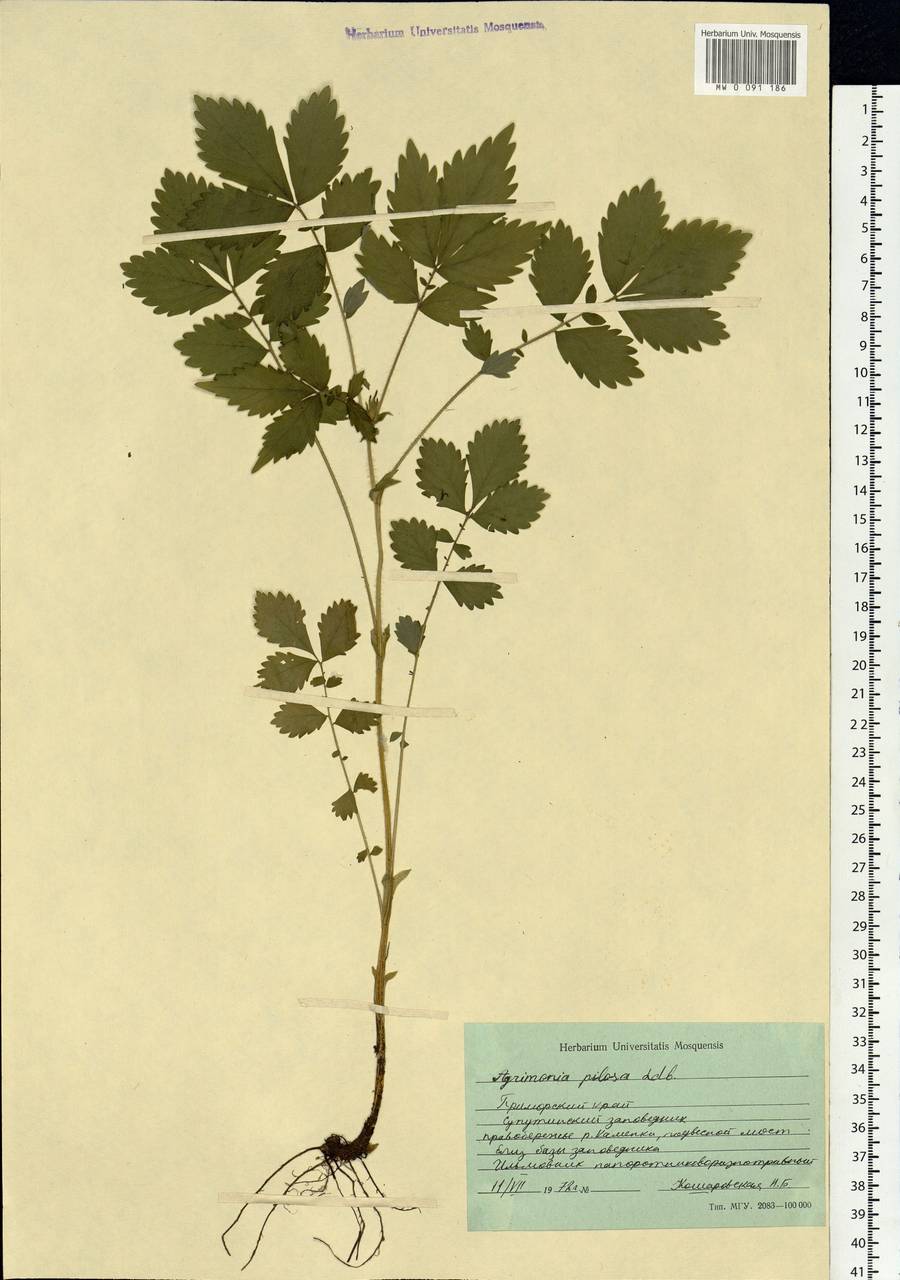 Agrimonia pilosa Ledeb., Siberia, Russian Far East (S6) (Russia)