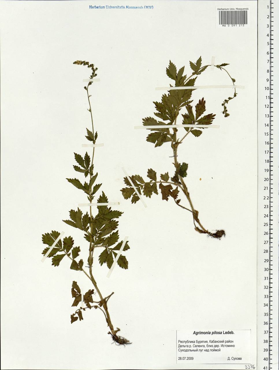 Agrimonia pilosa Ledeb., Siberia, Baikal & Transbaikal region (S4) (Russia)