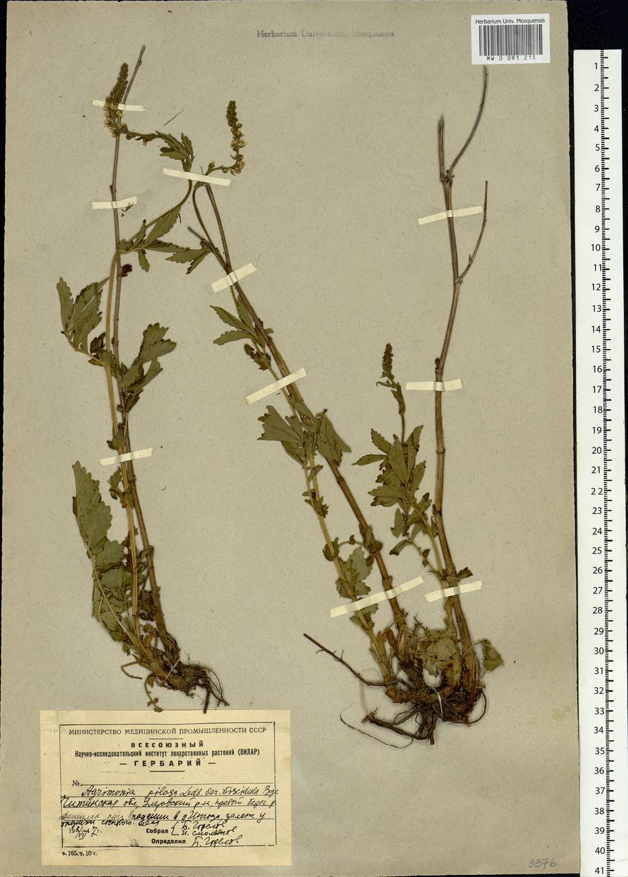 Agrimonia pilosa Ledeb., Siberia, Baikal & Transbaikal region (S4) (Russia)