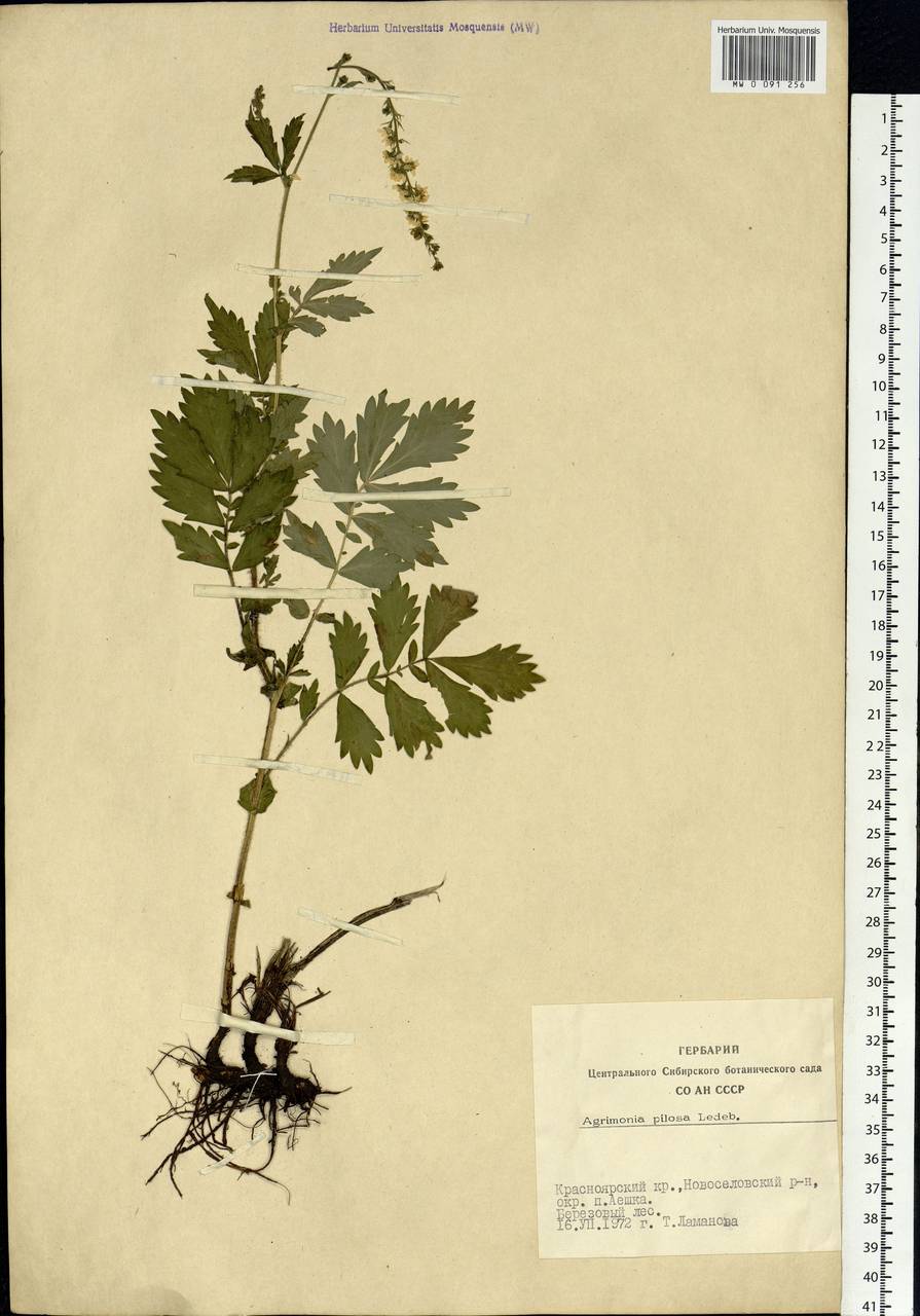 Agrimonia pilosa Ledeb., Siberia, Altai & Sayany Mountains (S2) (Russia)