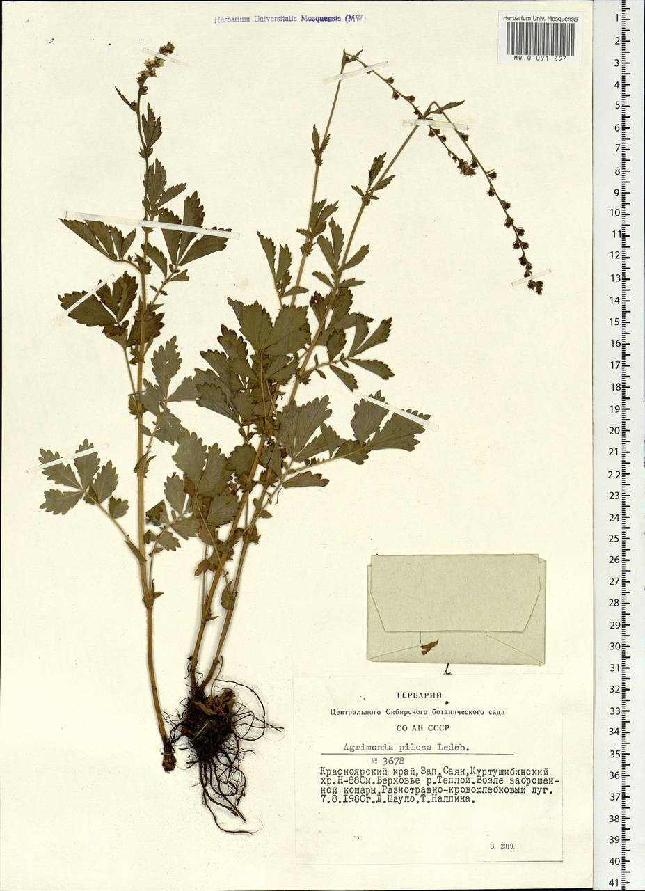 Agrimonia pilosa Ledeb., Siberia, Altai & Sayany Mountains (S2) (Russia)