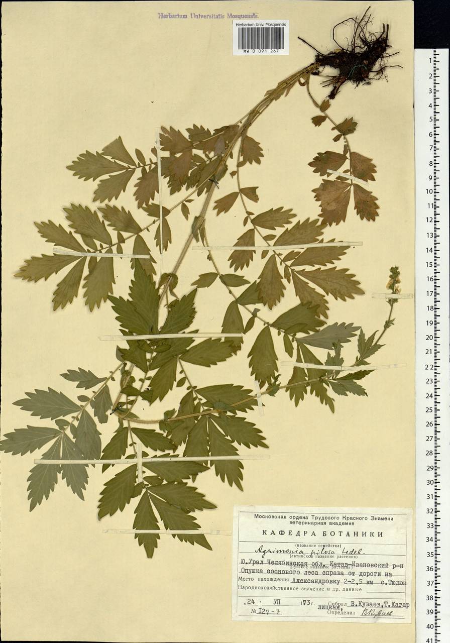 Agrimonia pilosa Ledeb., Eastern Europe, Eastern region (E10) (Russia)