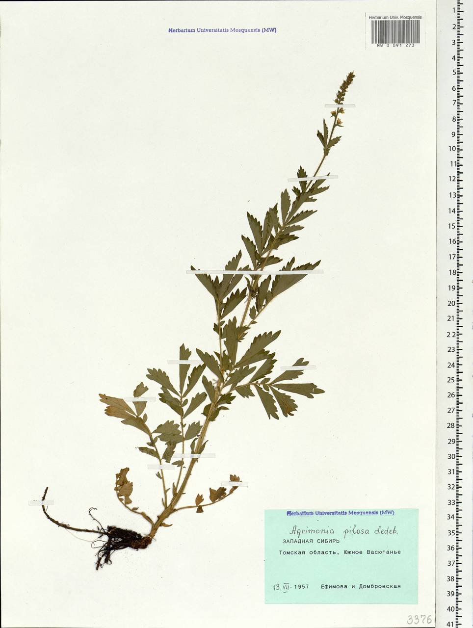 Agrimonia pilosa Ledeb., Siberia, Western Siberia (S1) (Russia)