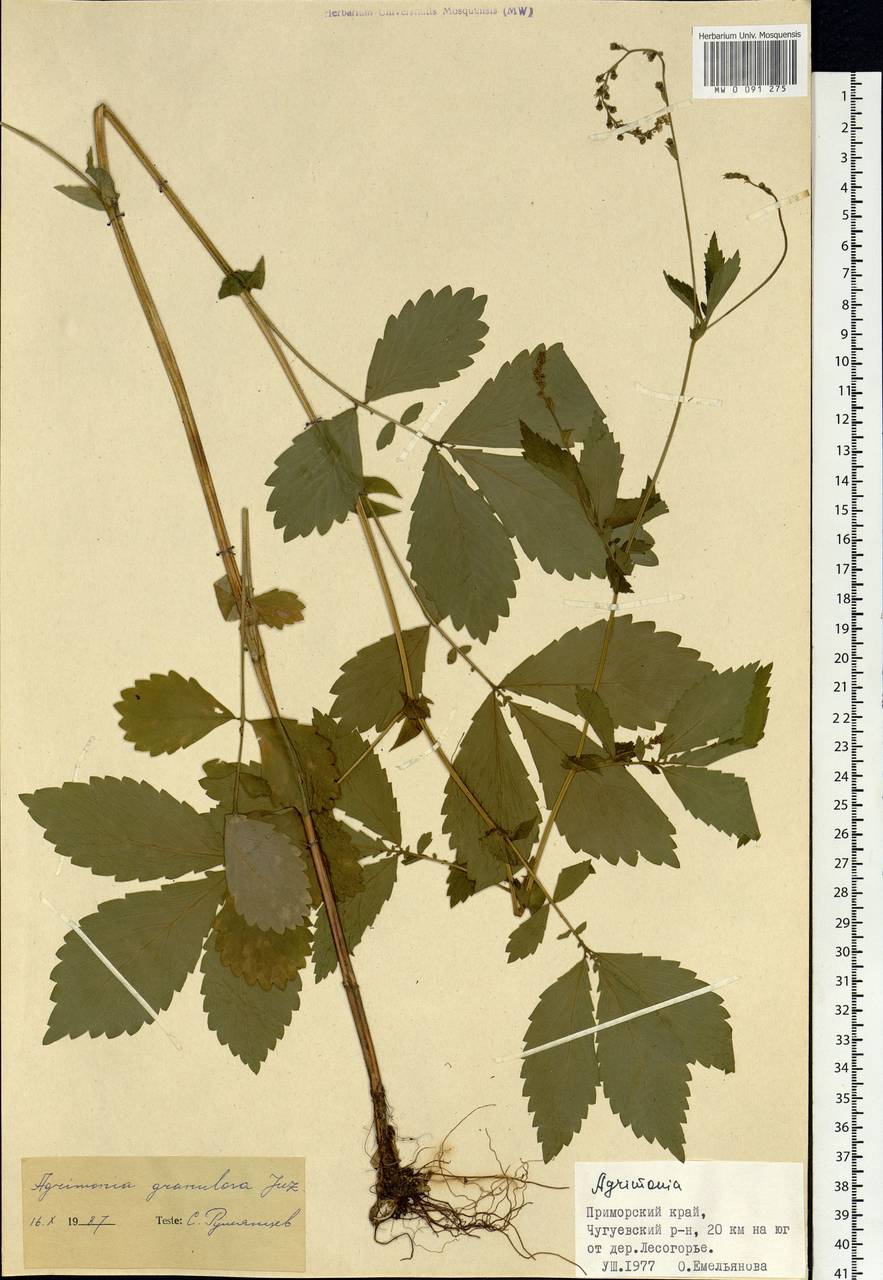 Agrimonia pilosa Ledeb., Siberia, Russian Far East (S6) (Russia)