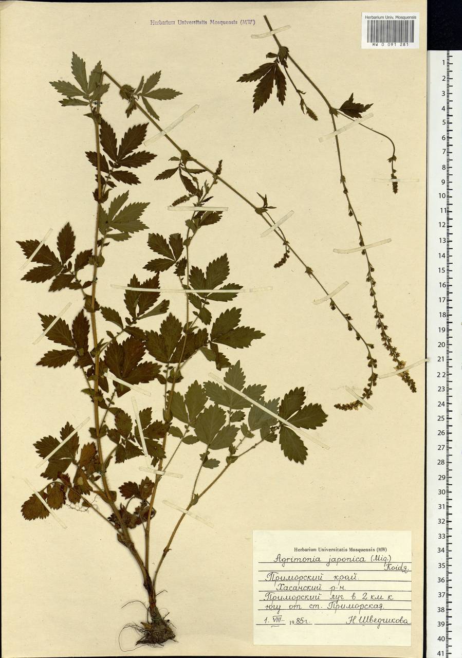 Agrimonia pilosa Ledeb., Siberia, Russian Far East (S6) (Russia)